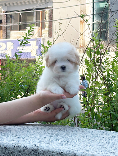 두두 (Dudu)