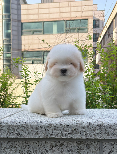 두두 (Dudu)
