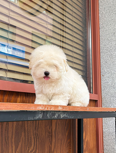 모카 (Moka)