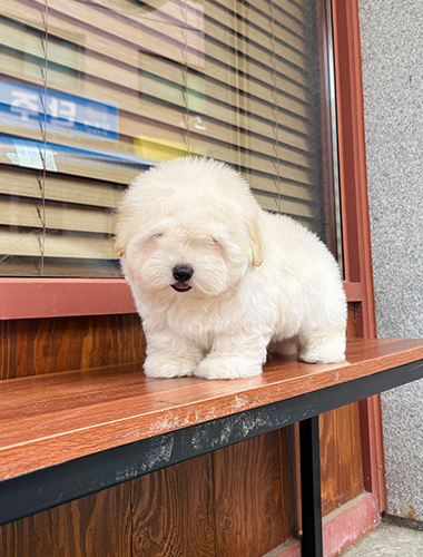 모카 (Moka)