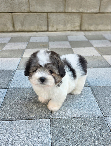 피터 (Pitter)