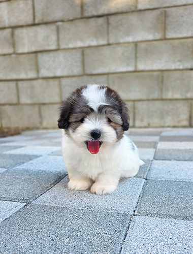 피터 (Pitter)