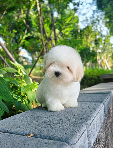 뭉이 (Moongi)