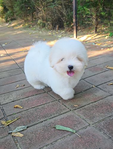 뭉이 (Moongi)