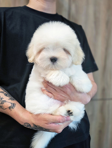 뭉이 (Moongi)