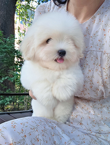 뭉이 (Moongi)