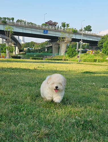 호이 (Ho-e)