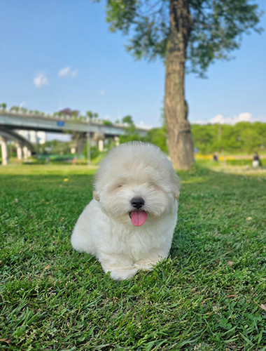 호이 (Ho-e)