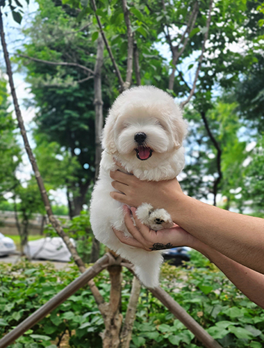 두이 (Du-e)