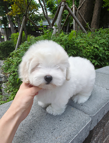 두이 (Du-e)