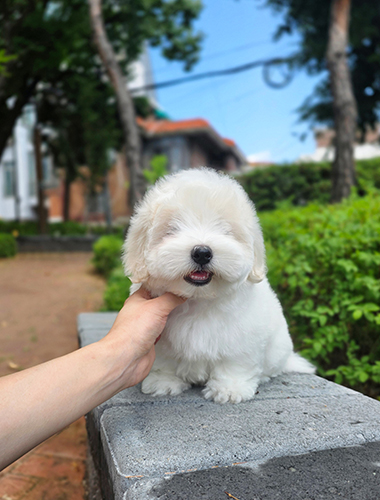 두이 (Du-e)