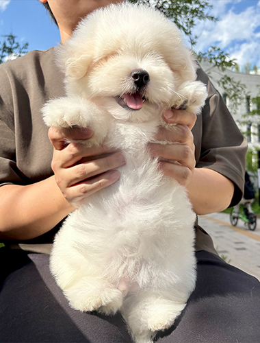 릴리(Lily)