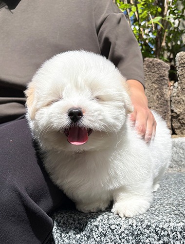 벨라(Bella)
