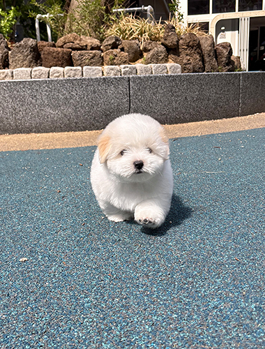 벨라(Bella)