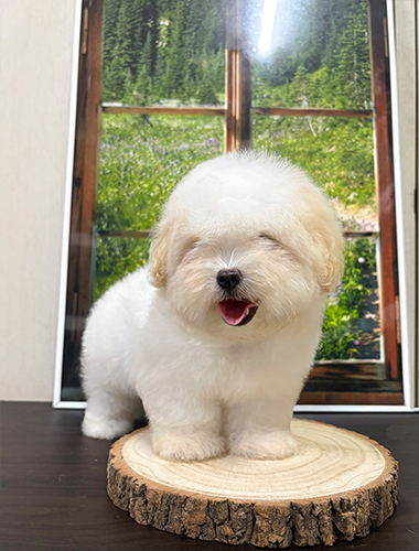 만주(Manju)