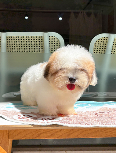 해피(Happy)