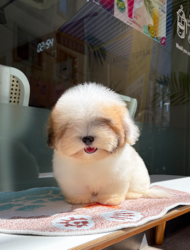 해피(Happy)
