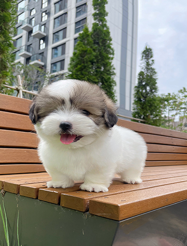 베티(Betty)
