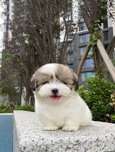베티(Betty)