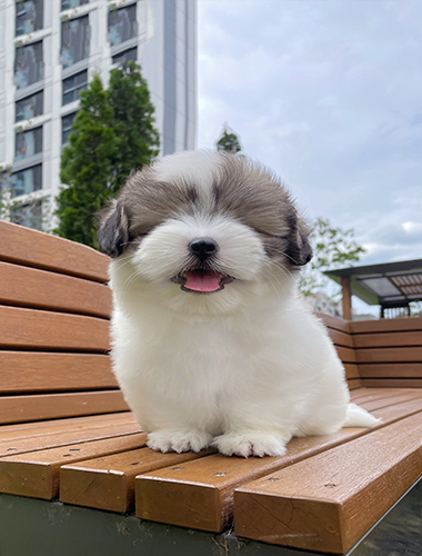 베티(Betty)