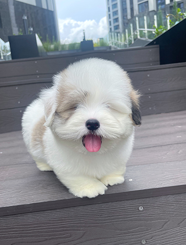 리즈(Riz)