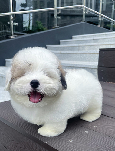 리즈(Riz)